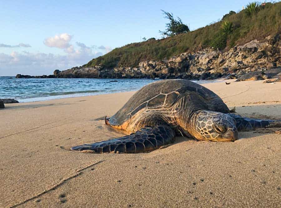 Turtle resting on Hookipa Beach